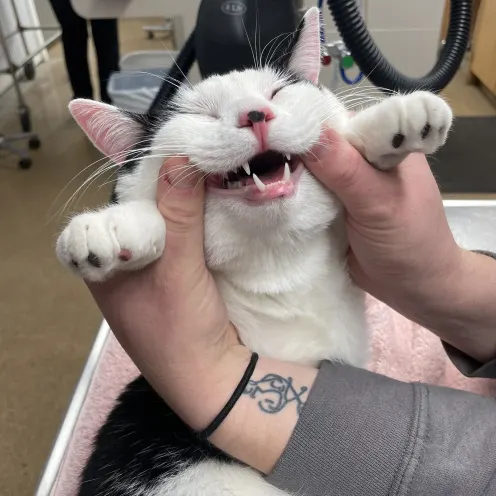 Examining Cat's Teeth at Ferry Farm Animal Clinic